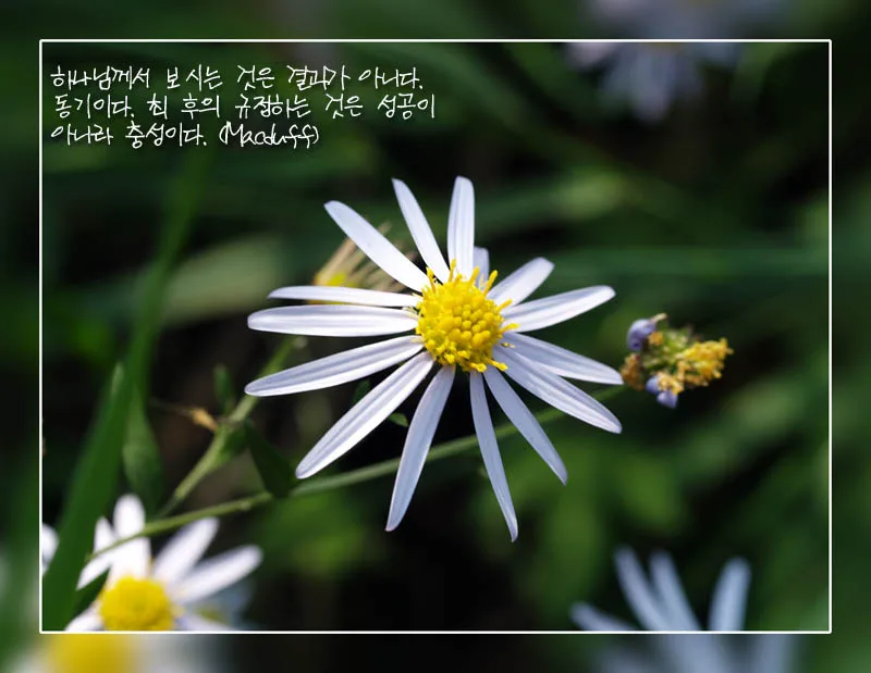 자연의 향기 사진 2