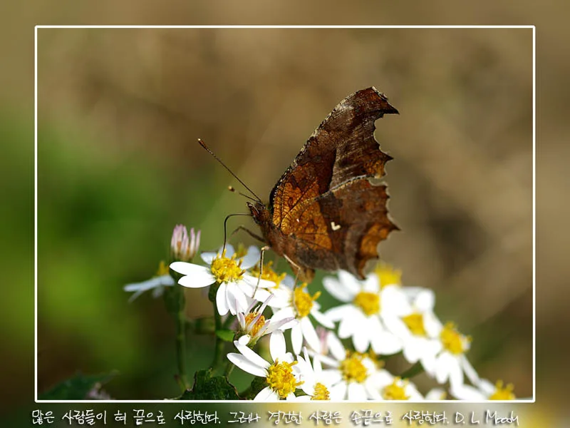 자연의 향기 사진 3