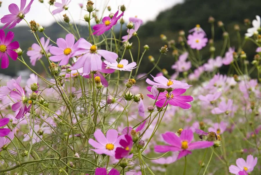 가을을 담았습니다. 사진 2
